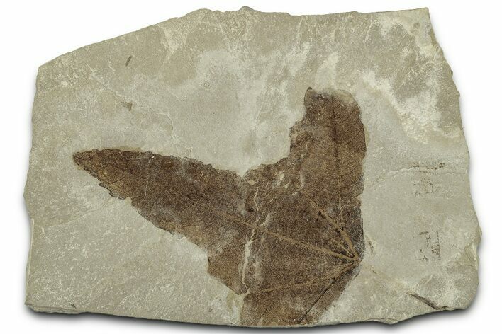 Fossil Sycamore (Macginitiea) Leaf - Green River Formation, Utah #325601